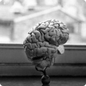 Matinée de conférences : « Alimentation et Cerveau » (CHU – ULg)