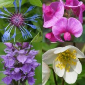 Reconnaître les fleurs sauvages de chez nous : de la théorie à la pratique