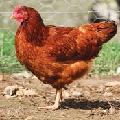 La communication chez les poules