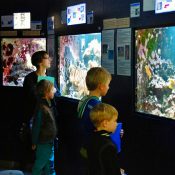 Visite guidée de l’aquarium de Bruxelles