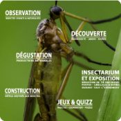 La semaine des insectes