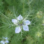 Stratégie de dissémination chez les plantes