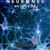 Les neurones en réseau