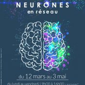 Les neurones en réseau