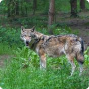 Colloque sur le loup