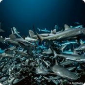 Ciné-débat "700 requins dans la nuit"