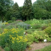 Les plantes cultivées par l'homme