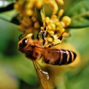 Apprentis'Nature "Les abeilles"