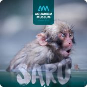 Vie et Culture des macaques japonais