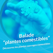 [Annulé] Balade ‘plantes comestibles’