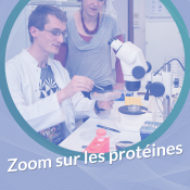 [Annulé] Zoom sur les protéines