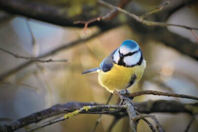 Balade Reconnaître Chant Oiseaux