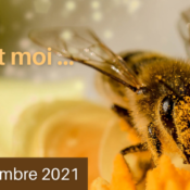 Des abeilles et moi...