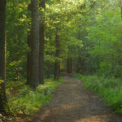 Tous au bois de Lauzelle