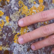 La qualité de l’air, les lichens… et nous !