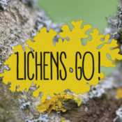 Atelier d'identification des lichens pour le programme participatif Lichens GO