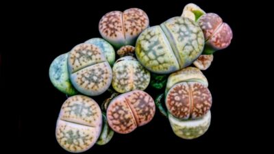 photo de lithops gesinae