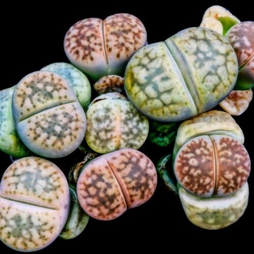 photo de lithops gesinae