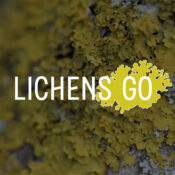 Lichens Go! : évaluez la qualité de l’air dans votre quartier - Louvain-la-Neuve