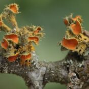 Formation à destination des enseignants - les bio-indicateurs