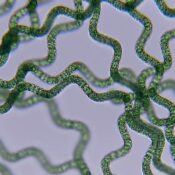 Formation "Les cyanobactéries ne manquent pas d'air !" au Congrès des Sciences