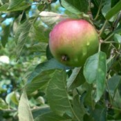 Autour de la pomme